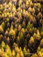 /album/repetition1/foret-melezes-jpg/